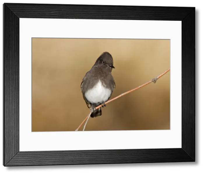 Framed Print : Picture No. 10885276 Framed Print : Picture No. 10885276