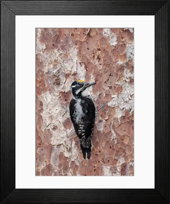 Framed Print : Picture No. 10885271 Framed Print : Picture No. 10885271