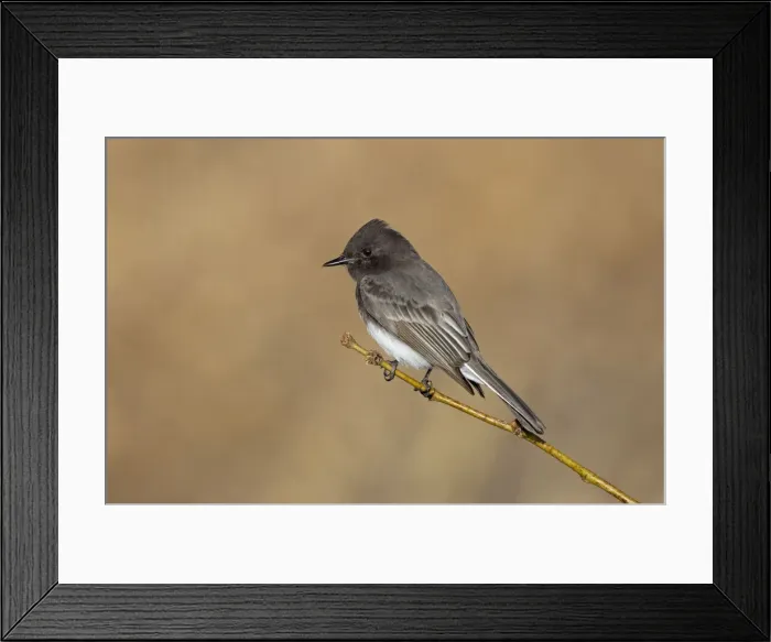 Framed Print : Picture No. 10885277 Framed Print : Picture No. 10885277