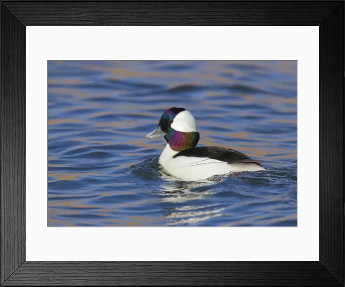 Framed Print : Picture No. 10885279