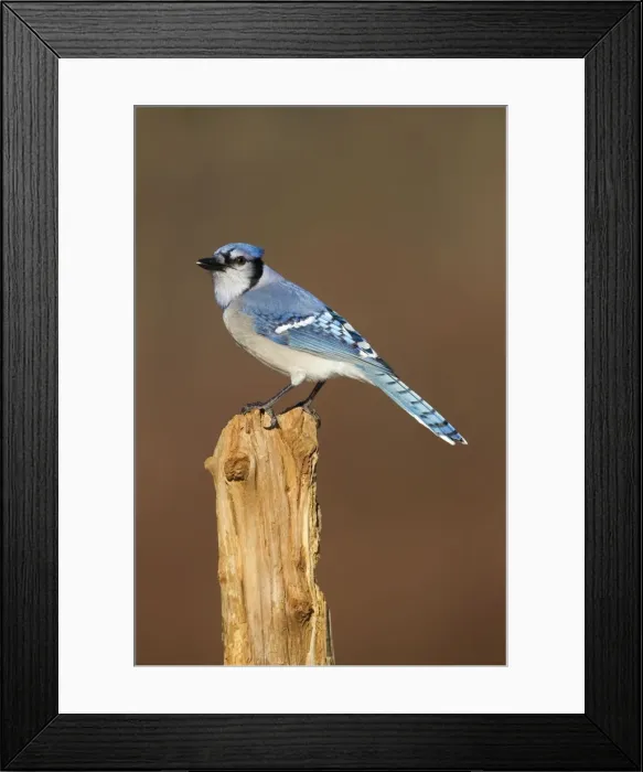 Framed Print : Picture No. 10885275 Framed Print : Picture No. 10885275