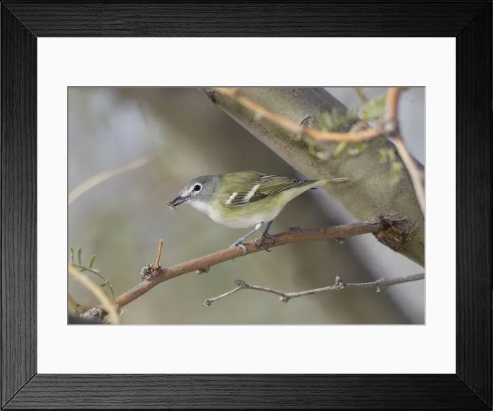 Framed Print : Picture No. 10885282
