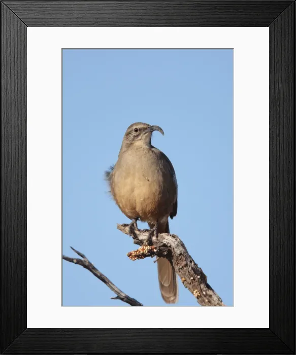 Framed Print : Picture No. 10885281 Framed Print : Picture No. 10885281