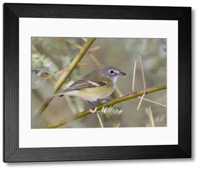 Framed Print : Picture No. 10885283 Framed Print : Picture No. 10885283