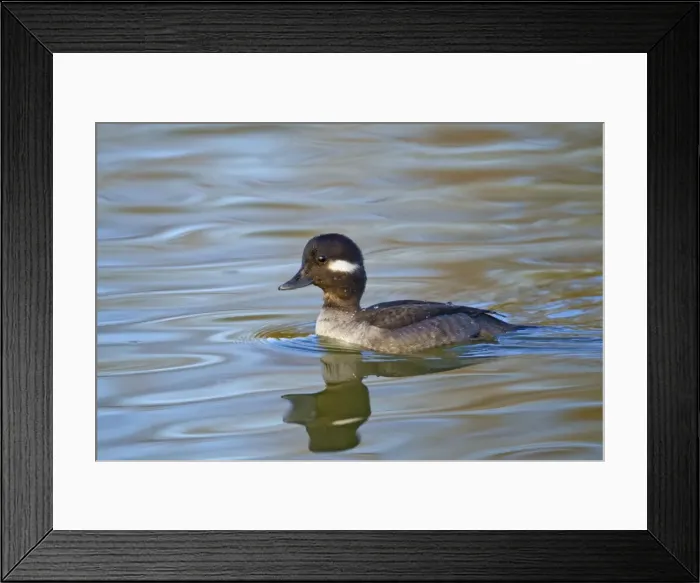 Framed Print : Picture No. 10885278 Framed Print : Picture No. 10885278