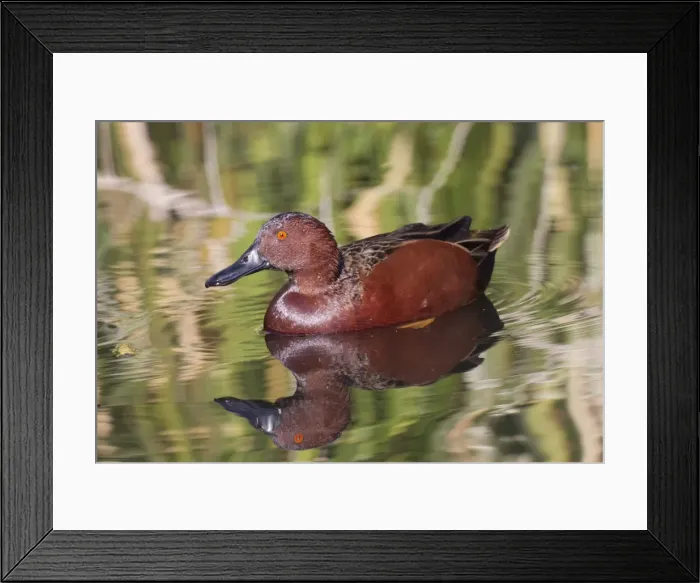 Framed Print : Picture No. 10885285