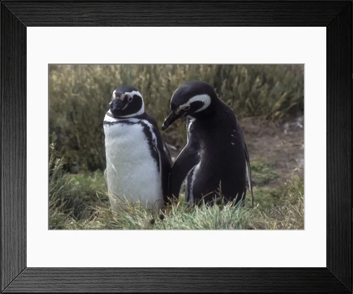 Framed Print : Picture No. 10885987 Framed Print : Picture No. 10885987