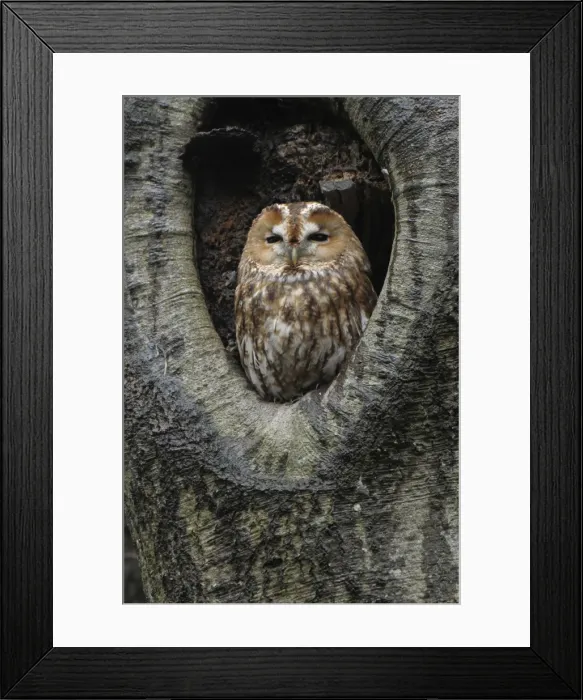 Framed Print : Picture No. 10885988 Framed Print : Picture No. 10885988