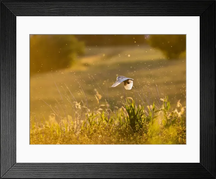 Framed Print : Picture No. 10886047 Framed Print : Picture No. 10886047