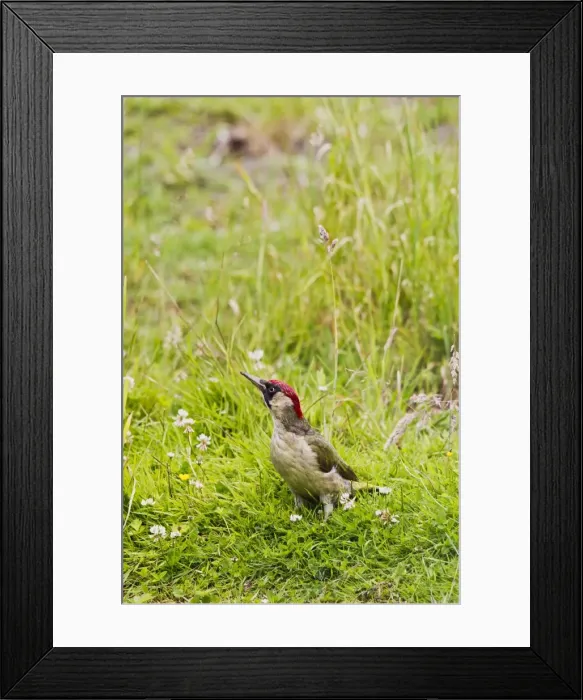 Framed Print : Picture No. 10886050 Framed Print : Picture No. 10886050