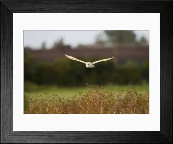 Framed Print : Picture No. 10886048 Framed Print : Picture No. 10886048