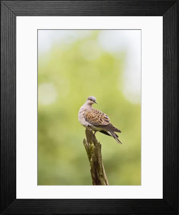 Framed Print : Picture No. 10886052 Framed Print : Picture No. 10886052