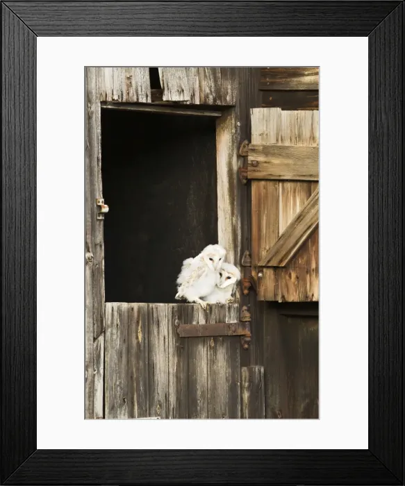 Framed Print : Picture No. 10886053 Framed Print : Picture No. 10886053