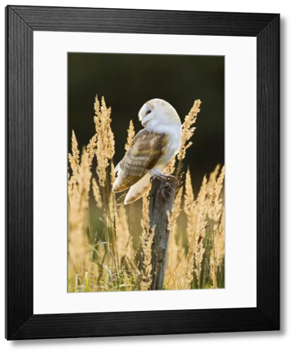 Framed Print : Picture No. 10886056 Framed Print : Picture No. 10886056