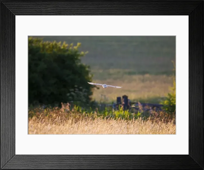 Framed Print : Picture No. 10886045 Framed Print : Picture No. 10886045