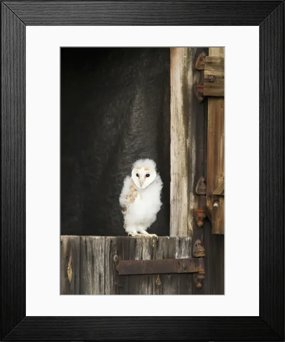 Framed Print : Picture No. 10886054 Framed Print : Picture No. 10886054