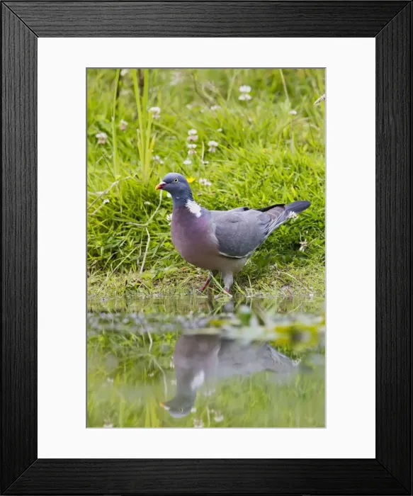 Framed Print : Picture No. 10886051 Framed Print : Picture No. 10886051