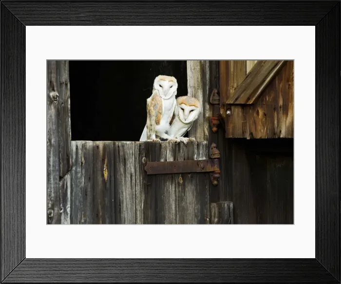 Framed Print : Picture No. 10886055
