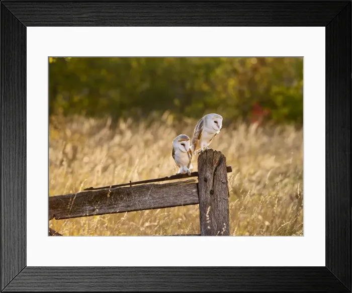 Framed Print : Picture No. 10886058 Framed Print : Picture No. 10886058