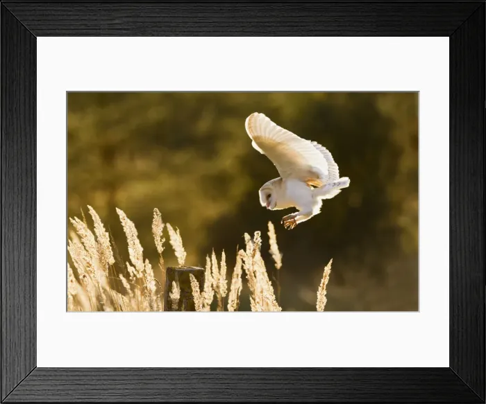 Framed Print : Picture No. 10886057 Framed Print : Picture No. 10886057