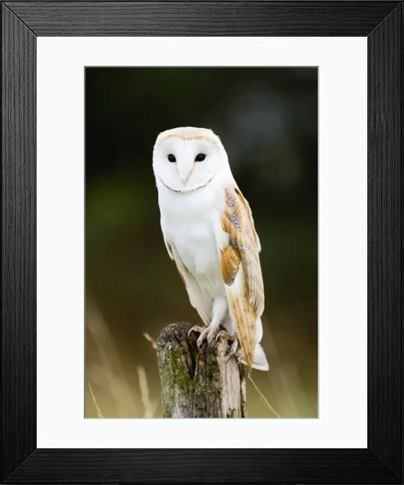 Framed Print : Picture No. 10886061 Framed Print : Picture No. 10886061