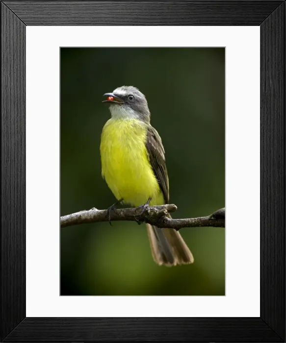 Framed Print : Picture No. 10886065