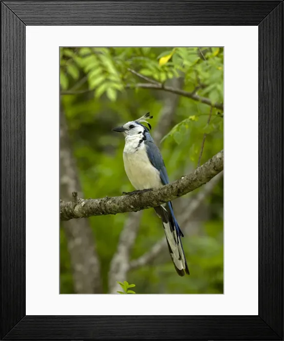 Framed Print : Picture No. 10886064 Framed Print : Picture No. 10886064