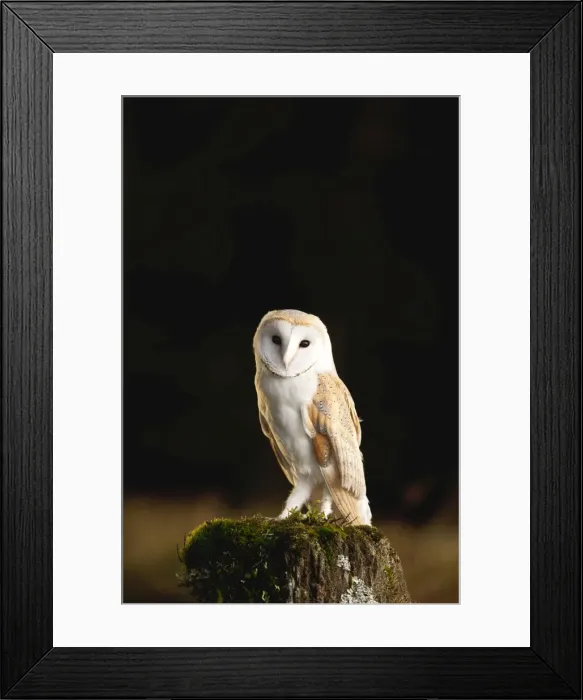 Framed Print : Picture No. 10886062
