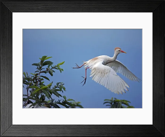 Framed Print : Picture No. 10886066 Framed Print : Picture No. 10886066