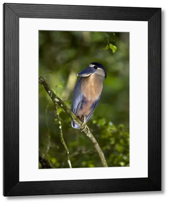 Framed Print : Picture No. 10886068 Framed Print : Picture No. 10886068