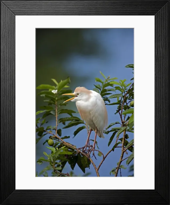 Framed Print : Picture No. 10886070 Framed Print : Picture No. 10886070