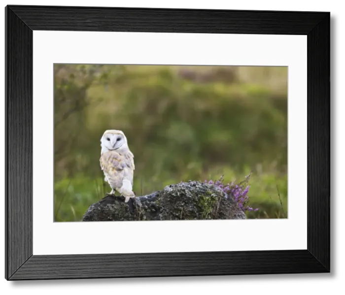 Framed Print : Picture No. 10886063 Framed Print : Picture No. 10886063