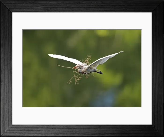 Framed Print : Picture No. 10886071 Framed Print : Picture No. 10886071