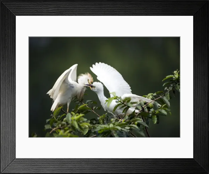 Framed Print : Picture No. 10886067 Framed Print : Picture No. 10886067
