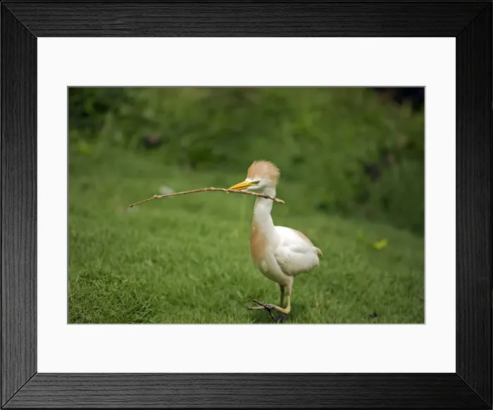 Framed Print : Picture No. 10886076 Framed Print : Picture No. 10886076