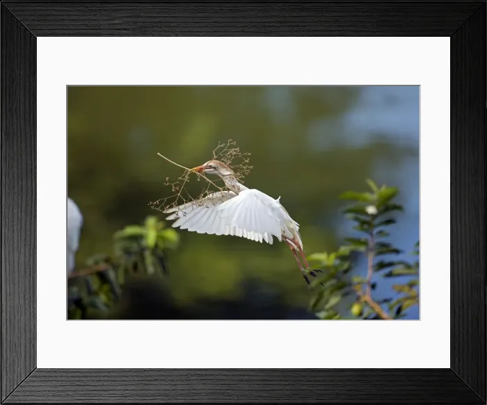 Framed Print : Picture No. 10886072 Framed Print : Picture No. 10886072