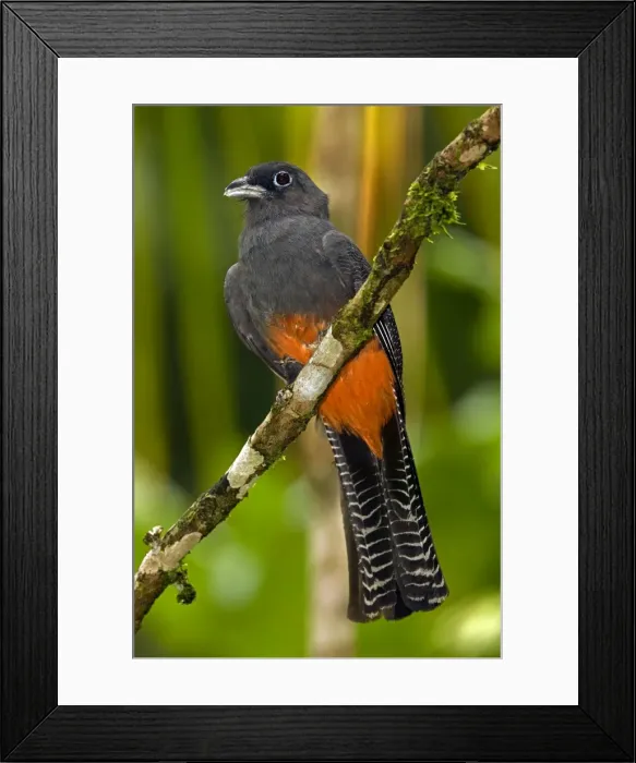 Framed Print : Picture No. 10886077 Framed Print : Picture No. 10886077