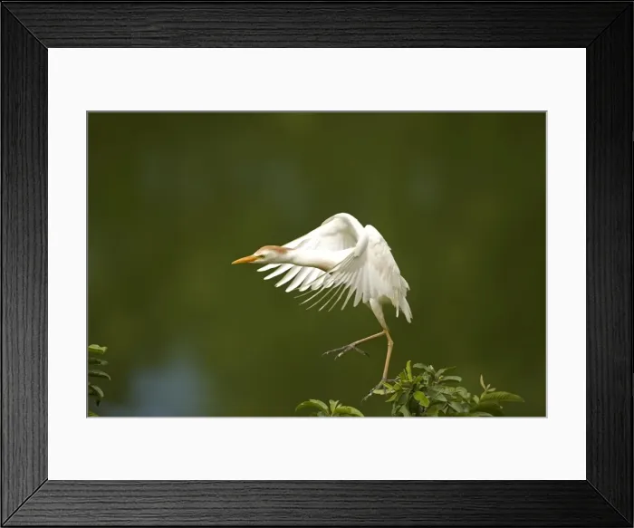 Framed Print : Picture No. 10886073 Framed Print : Picture No. 10886073