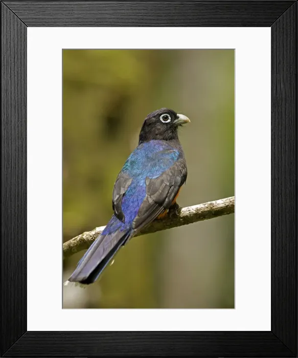 Framed Print : Picture No. 10886079 Framed Print : Picture No. 10886079