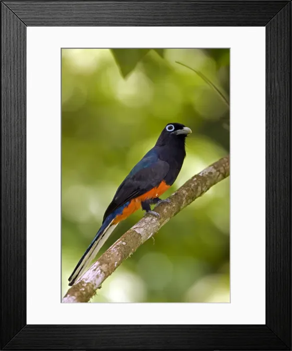 Framed Print : Picture No. 10886081 Framed Print : Picture No. 10886081