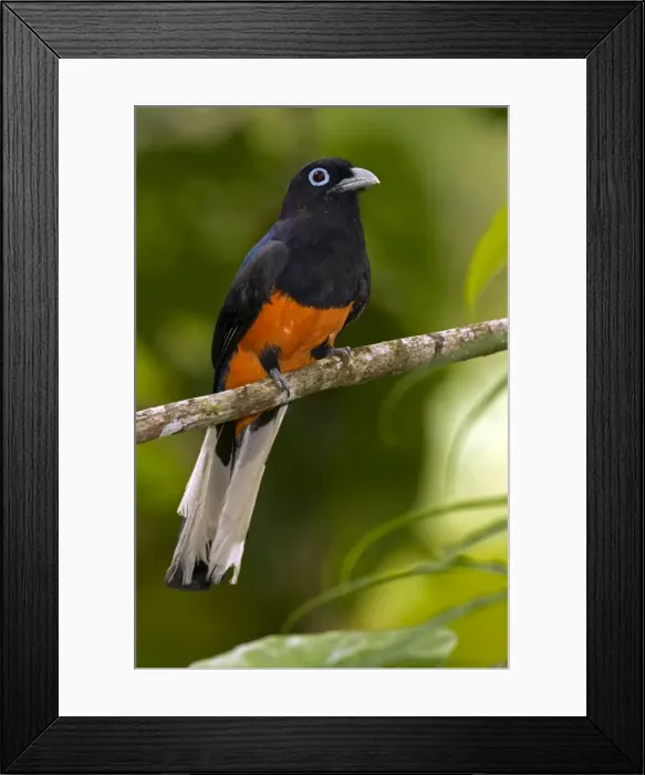 Framed Print : Picture No. 10886078 Framed Print : Picture No. 10886078