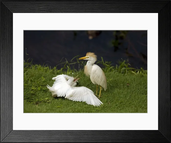 Framed Print : Picture No. 10886074 Framed Print : Picture No. 10886074
