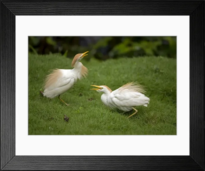 Framed Print : Picture No. 10886075 Framed Print : Picture No. 10886075