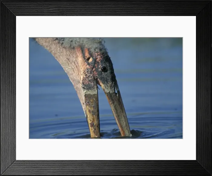 Framed Print : Picture No. 10886082 Framed Print : Picture No. 10886082