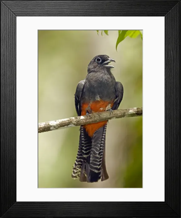 Framed Print : Picture No. 10886080 Framed Print : Picture No. 10886080