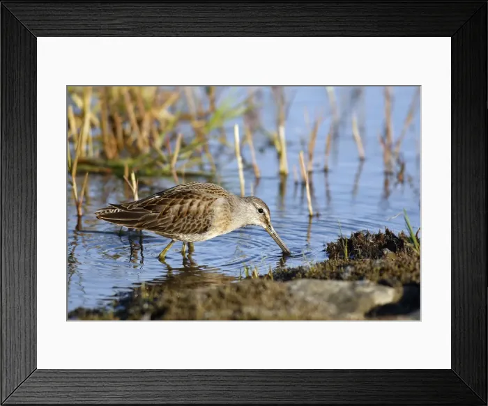 Framed Print : Picture No. 10886091 Framed Print : Picture No. 10886091