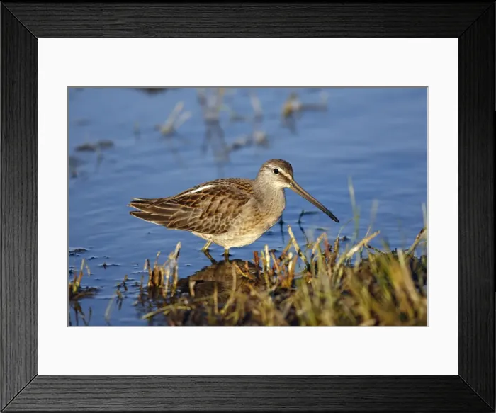 Framed Print : Picture No. 10886092 Framed Print : Picture No. 10886092