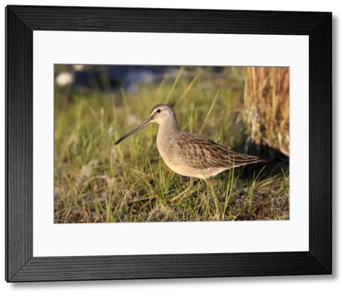Framed Print : Picture No. 10886093 Framed Print : Picture No. 10886093