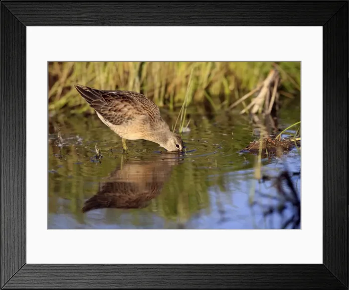 Framed Print : Picture No. 10886094 Framed Print : Picture No. 10886094