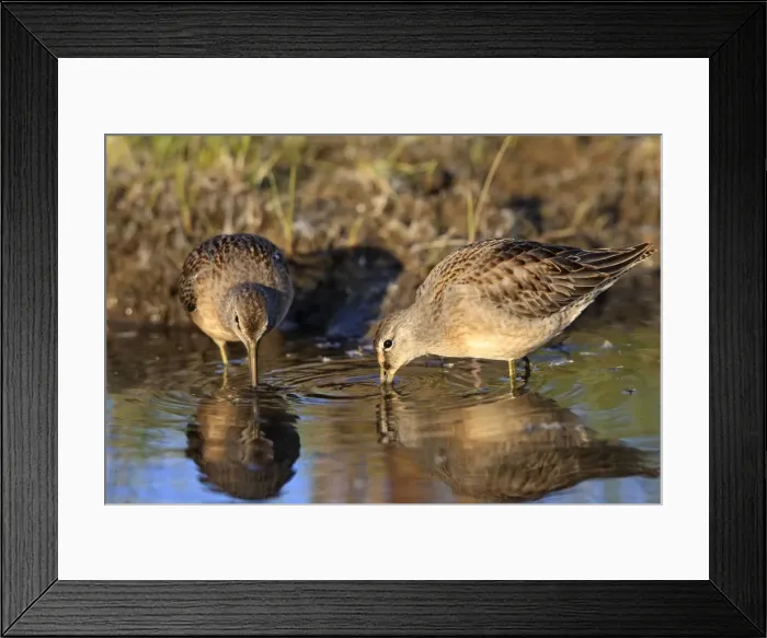 Framed Print : Picture No. 10886095 Framed Print : Picture No. 10886095